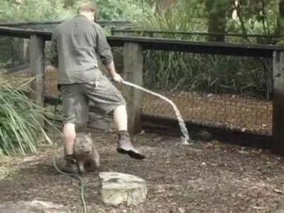 likk - no, baw się!

#gif #zwierzaczki #wombat 

https://i.imgur.com/tfiuWoJ.gifv