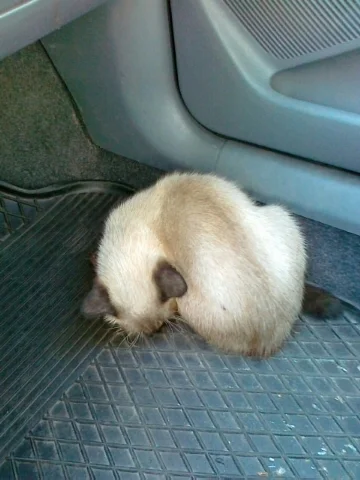 biuna - Eh.:< rano moja mamuśka jadąc samochodem zobaczyła kotka na poboczu siedząceg...
