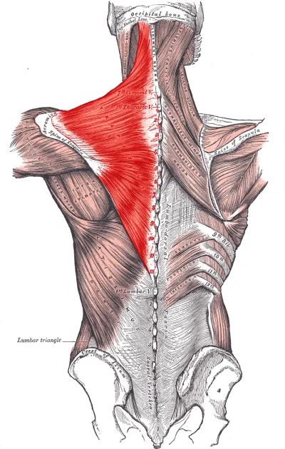 seeb - #anatomia

Jak po polsku nazywa się ten mięsień?