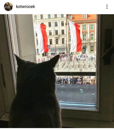 Reepo - Kot Wrocek patrzy na tych wszystkich Polaków z góry. Kot Wrocek to nasz władc...