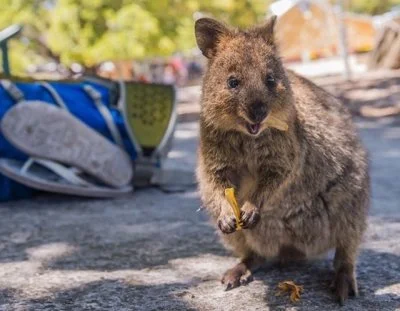 K.....9 - @e-drogeria_com: dacie sobie radę ʕ•ᴥ•ʔ quokka na otuchę