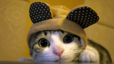 Kuchi - #dobrywieczor #koty #cute Dobry Wieczór ( ͡° ͜ʖ ͡°)