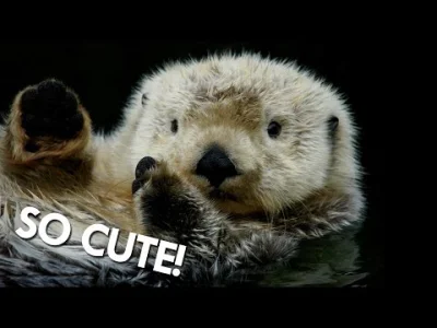 CzechosloawckiMajonez - @cytmirka: 
 Sexually Frustrated Sea Otters Become Murderous,...