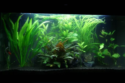 robvan - tydzień później