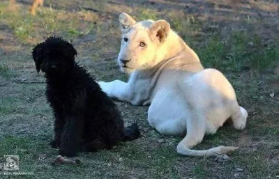 n.....c - Jedną z ofiar powodzi w Tibilisi jest także małe białe lwiątko o imieniu Sh...