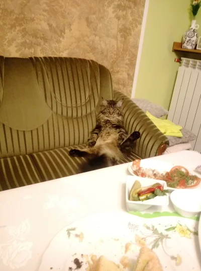 squner - #mirki #swieta #koty Kot siostry przesadził z jedzeniem...