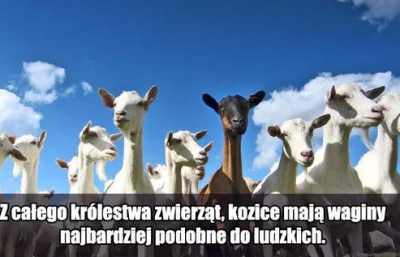 cielo - Zagadka rozwiązana :D #islam #muslimy #islamcontent #humor