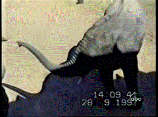mieszalniapasz - #slon #strus



Jak powiedziałeś na moją mamę? Słonina?