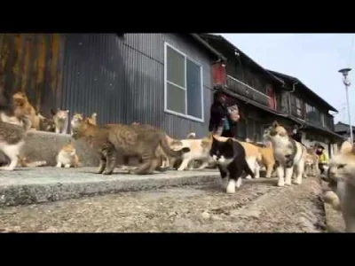 hortu - @sinusik: Myślałem, że najwięcej bezpańskich kotów jest na wyspie Aoshima. Ta...