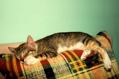 antygon - #pokakota - ostatnie #foto #leeloo na dziś, się zmęczyła i śpi :D