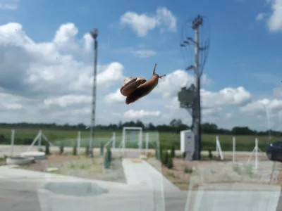 givesyouwings - To jest zdjęcie ślimaka unoszącego się w powietrzu. Zaplusuj jeżeli p...