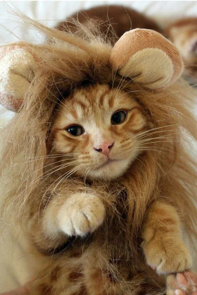 gosuvart - ROAR!!! 

To jest król mirko! 

#kot #koty