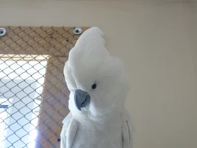 Torunskie_Papugi - Zalotne spojrzenie samiczki kakadu alba (kakadu białoczuba) :) 

...