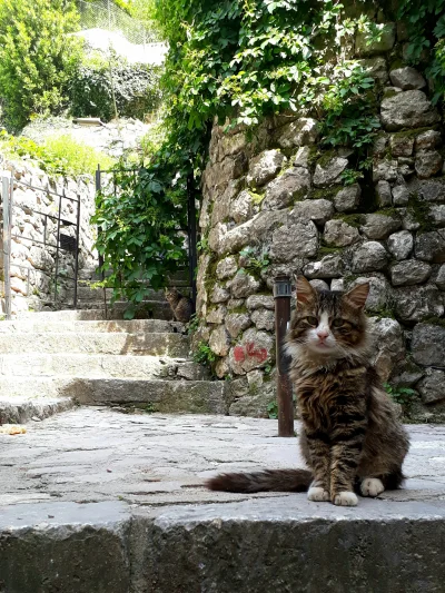 miniacz - Takiego kociaka udało mi się złapać na majówce w Czarnogórze ( ͡º ͜ʖ͡º)
#k...