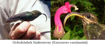 bioslawek - Ten ptak z rodziny kolibrów to Orłodziobek białosterny (Eutoxeres condami...