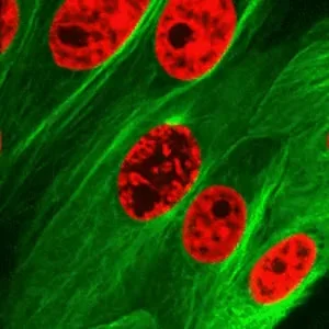 Mesk - Podział komórki (mitoza) #gif #biologia #ciekawostki #mindtripper #nauka #bylo...