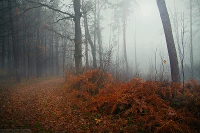 GryziaS - Leżajski las, w sumie z tamtego roku, ale to i tak jedno z moich ulubionych...