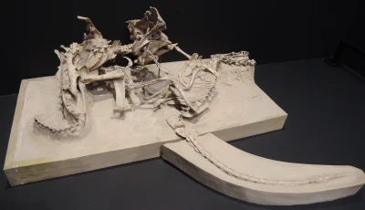 BionicA - #paleoart #paleontologia #archeologia #nauka
Rekonstrukcja znalezionych sz...