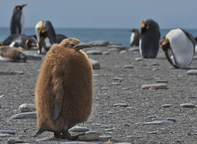likk - Zamiast słów poranna porcja pingwinów...



#zwierzeta #ptaki #pingwiny 



fo...