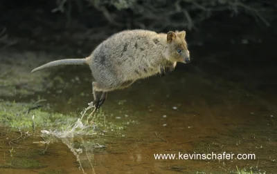 GraveDigger - #quokkanadzis w zastępstwie numer 2 :)

 wołam do kuoki @GraveDigger:...