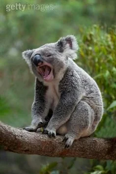 kipowrot - Koale to są jednak #!$%@? okropne zwierzęta. Proporcjonalna wielkość mózgu...