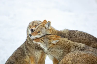 Wulfi - #kojot #kojoty #zwierzeta #zwierzaczki #smiesznypiesek - #wulfi