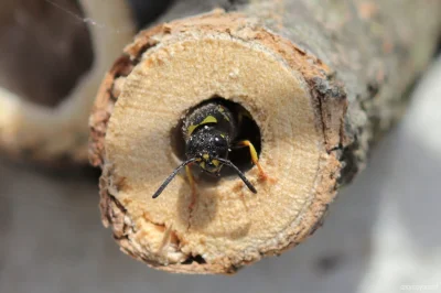 M.....e - Bolica zmiennobarwna (Ancistrocerus nigricornis) w starym pędzie (fot. włas...