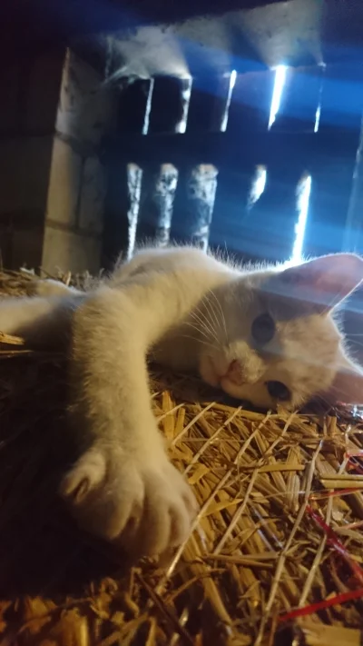 Birbirgo13 - Prawdziwy wioskowy kitku 乁(♥ ʖ̯♥)ㄏ

#pokazkota #smiesznekotki #koty #wie...