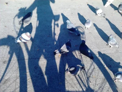 gaska - @Chacha: Ja spotykam tylko gołębie :<