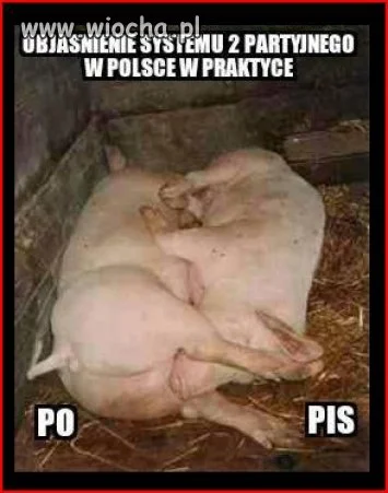 Gluptaki - @DAMlAN: Masz plusik, ale w sumie bardziej adekwatne byłoby: świnia świni ...