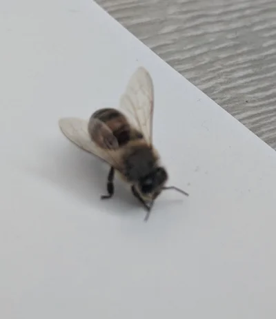 j.....y - Wykopki to jest #pszczoly ?
Wpadlo do mojego pokoju i ledwo sie rusza. Nie ...