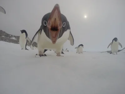 dobrabajera - Widok na pingwina z perspektywy jego posiłku.

#natura #fotografia #k...