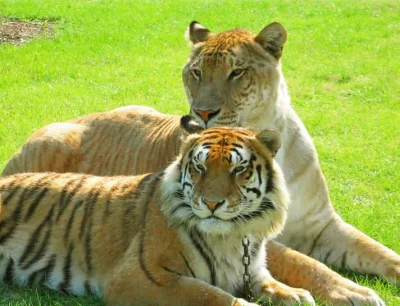 t.....k - > Tygrys, poniewaz jest wększy .

 Największe koty świata:

 1.Tygrys



@k...
