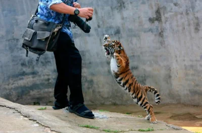 uzytkownikportaluwykop - Przerażony 4 letni syryjski tygrys poddaje się na widok apar...