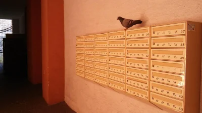 kadbery - ekstremalnie rzadkie zdjęcie gołębia pocztowego odpoczywającego po rozładun...