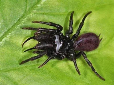 Jabber - Gryziel (Atypus) - pewnie myślicie sobie, pająk z tropików, otóż #!$%@?. Ta ...