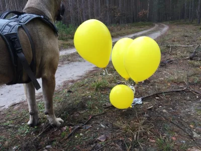 szurszur - Jest okazja na chwilowe wskrzeszenie tagu #balonik

W Polsce pod Poznani...