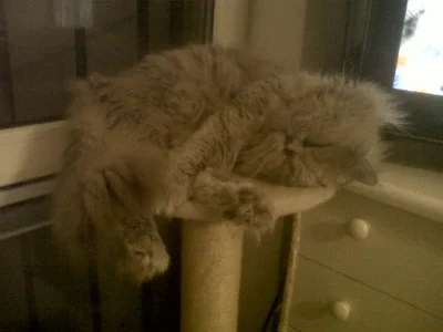 Aerials - Mój kot akrobata. Coś mu się śni bo łapki mu drgają :)



#koty #kotaerials...