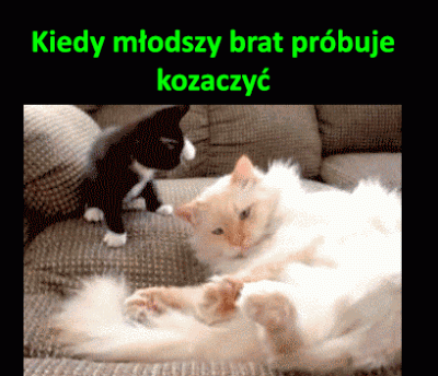 scott3n - #koty #heheszki #humorobrazkowy