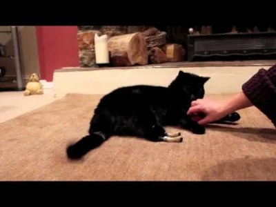 BaronAlvon_PuciPusia - Co ten kot z bionicznymi łapkami to nie jest zwykły kot. 



#...