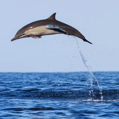 ntdc - #delfin #zwierzaczki
