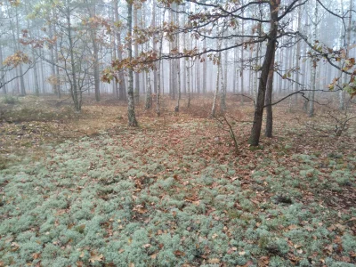 Limonkova - Poleca krótki wypad do lasu. Jest pięknie.
I trochę zimno
#jesien #spacer