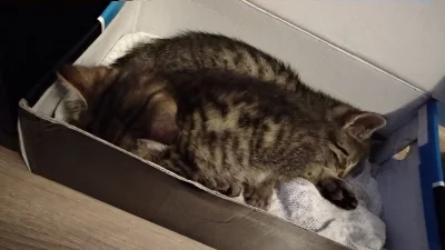 PeteGlorious - No to tak jak już kiedyś pisałem, kociak przygarnięty, ale z jednym ze...