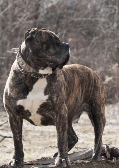 rissah - Pies kanaryjski - jeden z najgroźniejszych psów na świecie. Przepiękne zwier...