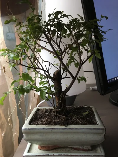 P.....t - #bonsai kupiłem wczoraj w Castoramie bonsai i nie mam pojęcia jakie to drze...