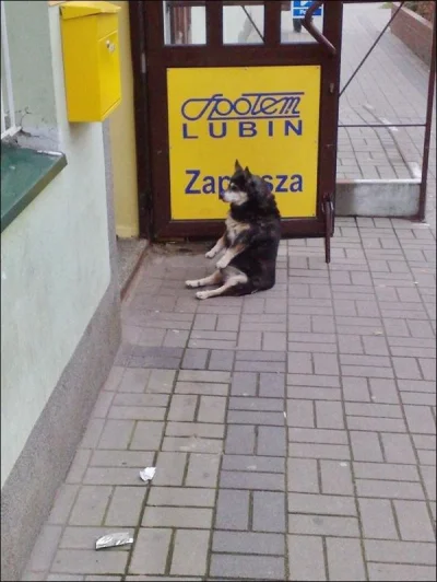 s.....t - zostawiłem psa pod sklepem w #lubin 

jak dobrze poplusujecie, to zobaczy...