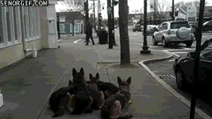 Yog-Sothoth - #pies #pieski
Dla #rozowepaski , w takiej ochronie mogą biegać po noc...