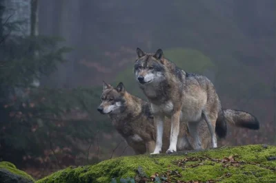 MalyBiolog - Polskie wilki chodzą własnymi ścieżkami, ale korzystają też z dróg, któr...