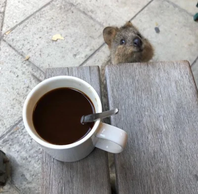 aloszkaniechbedzie - #dziendobry komuś kawę?

#quokkanadzis #quokka #zwierzaczki