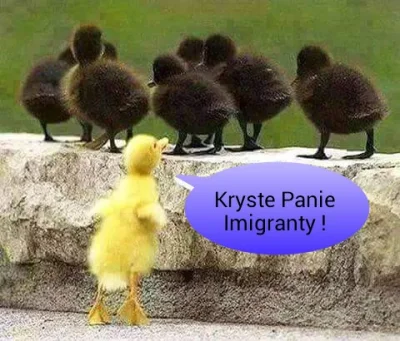 Lampartini - kryste panie imigranty
#humor #humorobrazkowy #heheszki